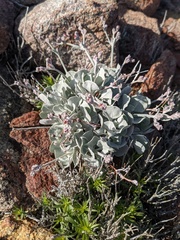 Eriogonum saxatile