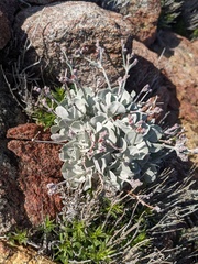 Eriogonum saxatile