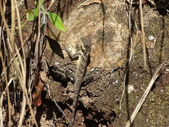 Monilesaurus ellioti