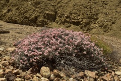 Eriogonum pondii