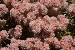 Eriogonum pondii