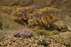 Eriogonum pondii