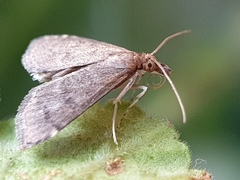 Loxostegopsis merrickalis