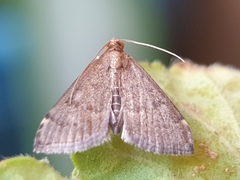 Loxostegopsis merrickalis