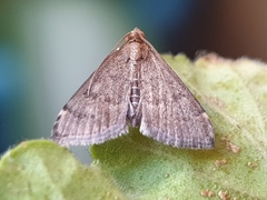 Loxostegopsis merrickalis