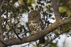 Glaucidium capense