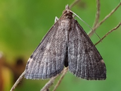 Loxostegopsis merrickalis