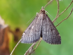 Loxostegopsis merrickalis