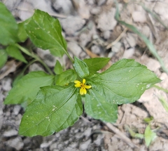 Calyptocarpus vialis