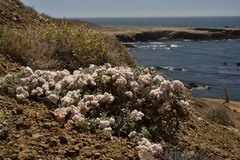 Eriogonum pondii