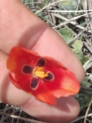 Glaucium corniculatum