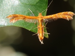 Pterophoridae