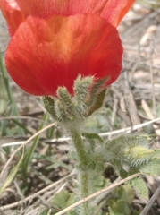 Glaucium corniculatum