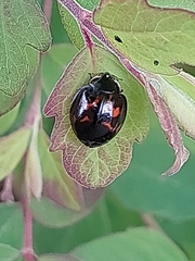 Harmonia axyridis