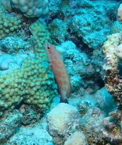 Yellowfin Hind — seen at this dive site