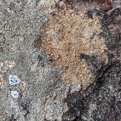 Circinaria hoffmanniana