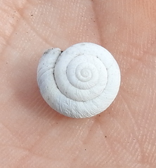 Euomphalia strigella