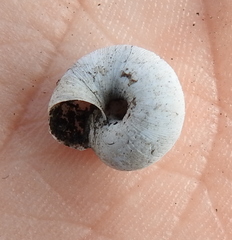 Euomphalia strigella