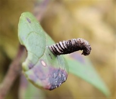 Coleophora vitisella