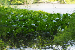 Nuphar japonica