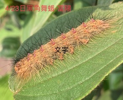 Lymantria xylina