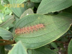 Lymantria xylina
