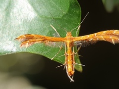 Pterophoridae
