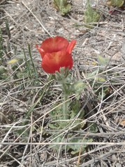 Glaucium corniculatum