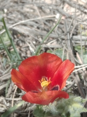 Glaucium corniculatum