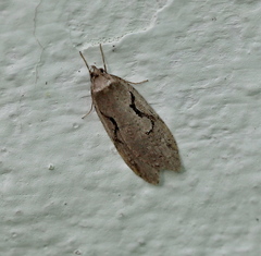 Semioscopis steinkellneriana