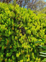 Persoonia chamaepitys