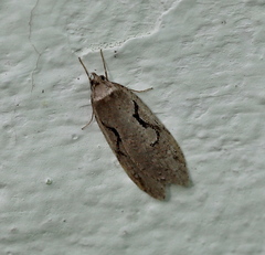 Semioscopis steinkellneriana