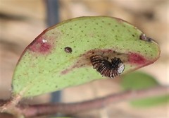 Coleophora vitisella