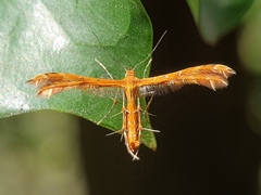 Pterophoridae