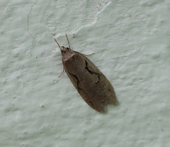 Semioscopis steinkellneriana