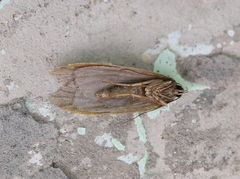 Semioscopis steinkellneriana