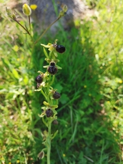 Ophrys sphegodes passionis