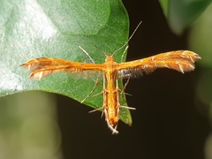 Pterophoridae