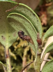 Coleophora vitisella