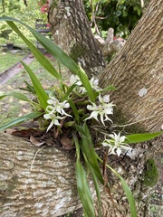 Prosthechea fragrans