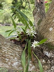 Prosthechea fragrans