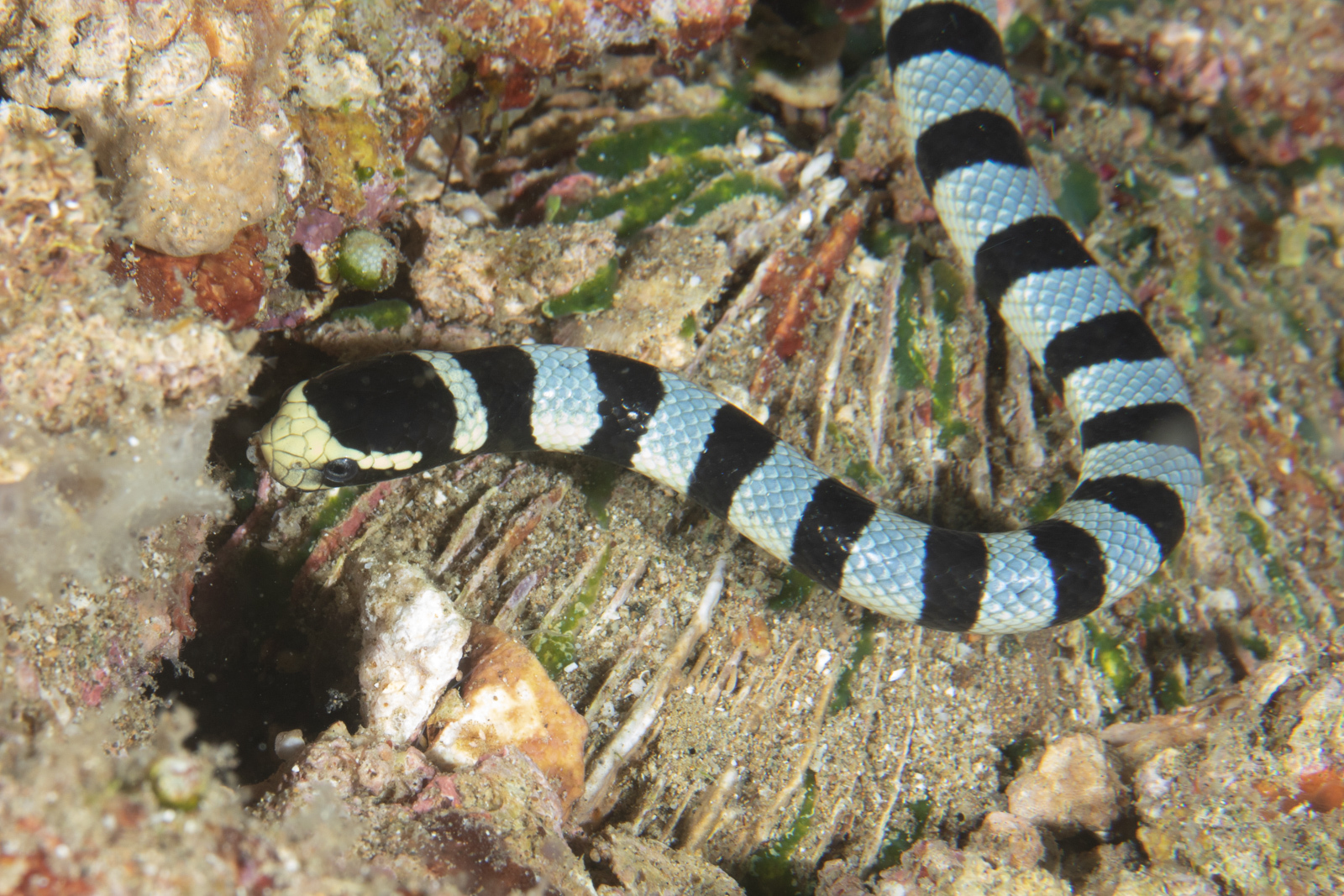 Violet-banded sea snake: Hydrophis cyanocinctus (illustration from \, image size:1600x1067