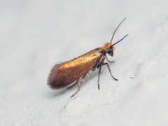 Micropterix