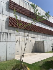 Brunfelsia densifolia