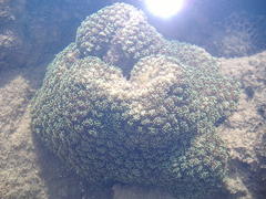 Galaxea fascicularis