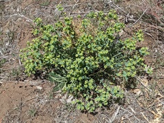 Euphorbia lurida