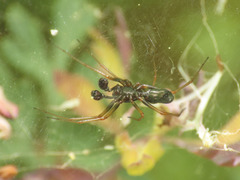 Neriene furtiva