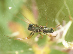 Neriene furtiva