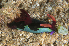 Nembrotha chamberlaini