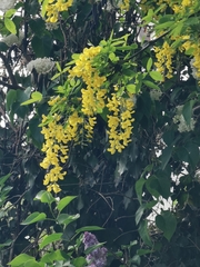 Laburnum anagyroides